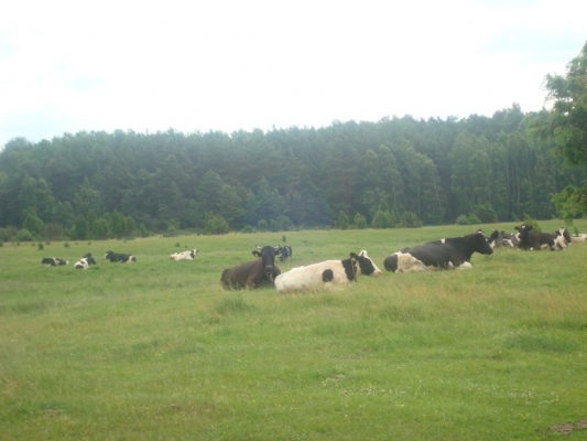 Zdjecie nr 31