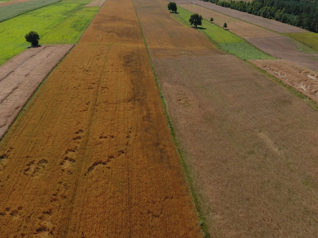 zdjecie główne